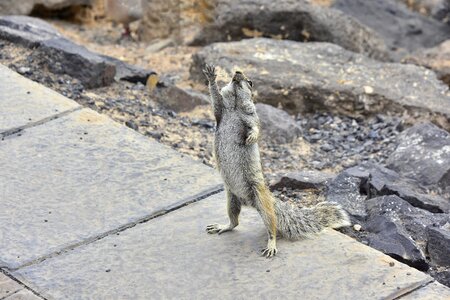 Rodent animals squirrel