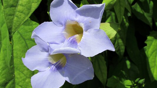 Flower purple flower texas flower