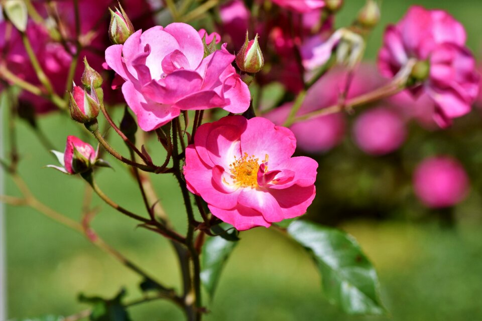 Blossom bloom wild rose