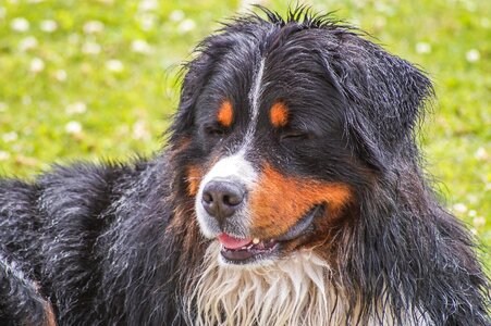 Pet nature dear