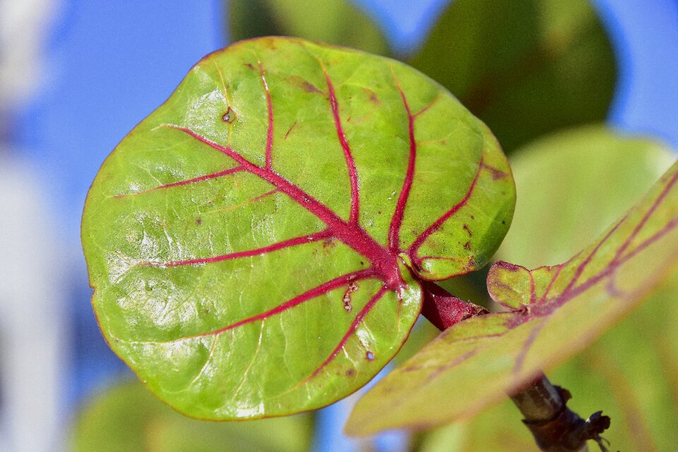 Plant nature structure