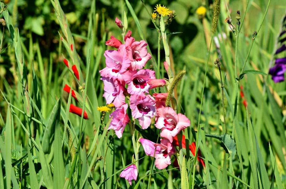 Sword flower field of flowers blossom
