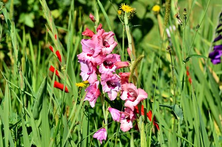 Sword flower field of flowers blossom