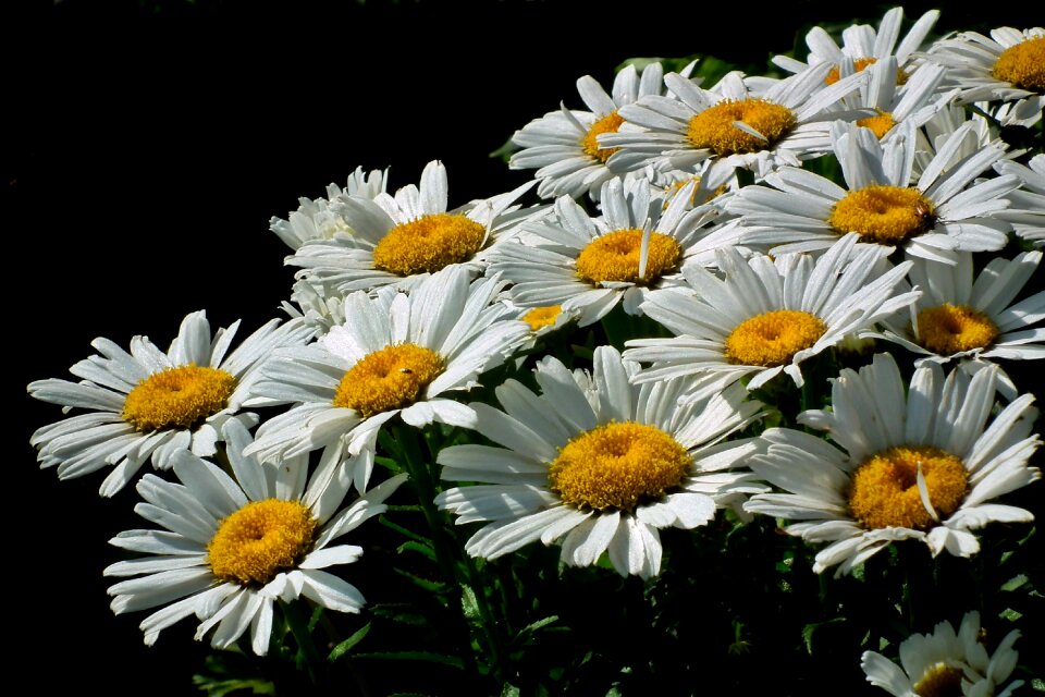 The petals spring nature