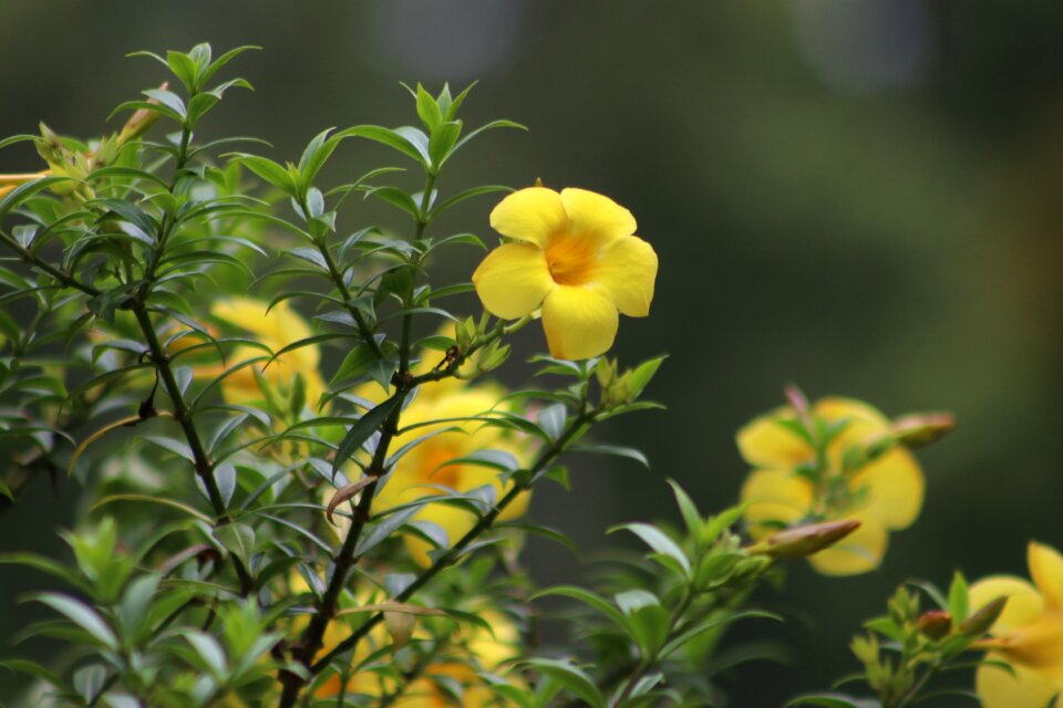 Summer plant sunflower