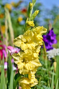 Sword flower blossom bloom