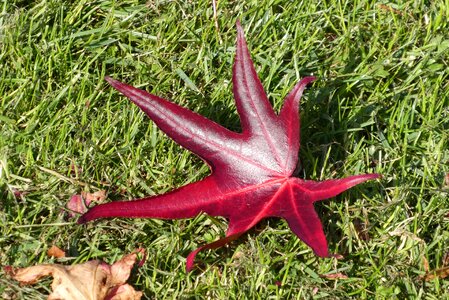 Season fall color