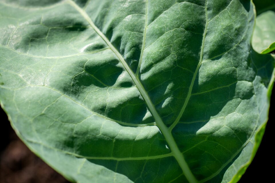 Kohlrabi leaf structure garden