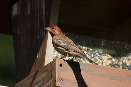 Outdoors male house finch feeder