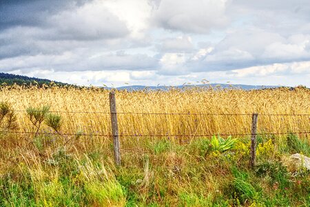 Cereals agriculture summer