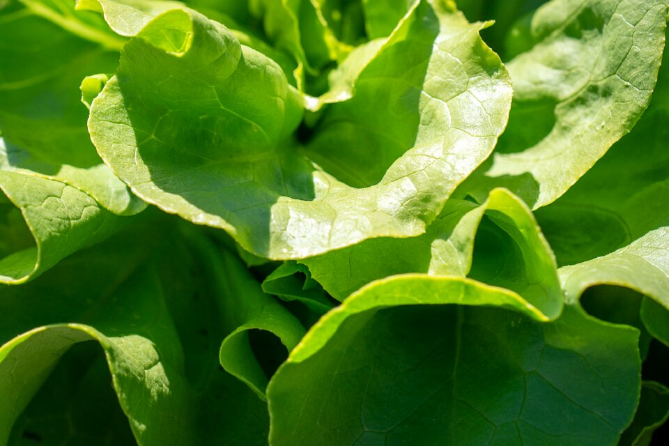 Garden in the garden vegetable garden