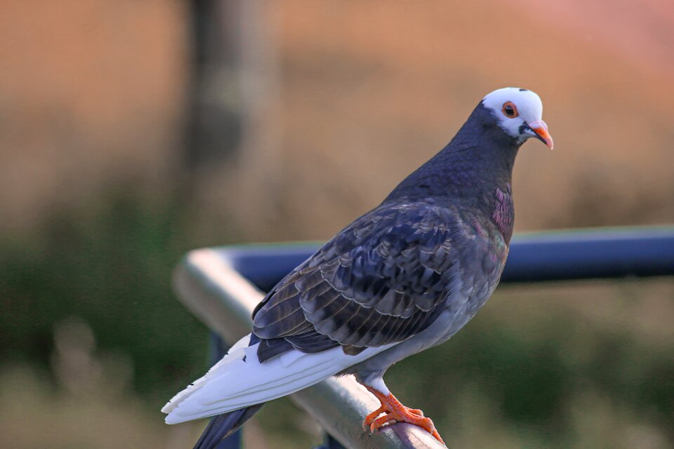 Pigeons feather bill