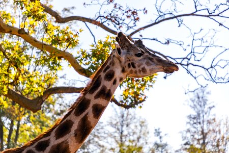 Neck mammal africa photo