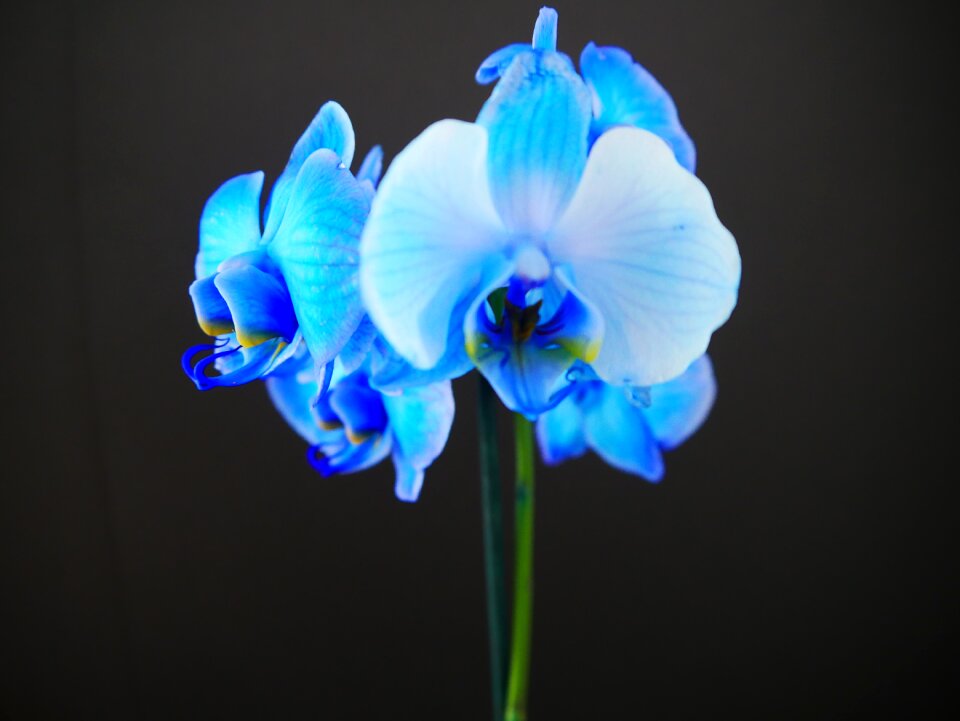 Bloom flower tropical