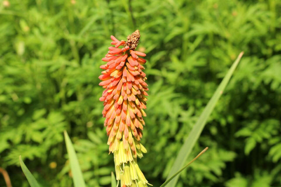 Plant a garden garden spring
