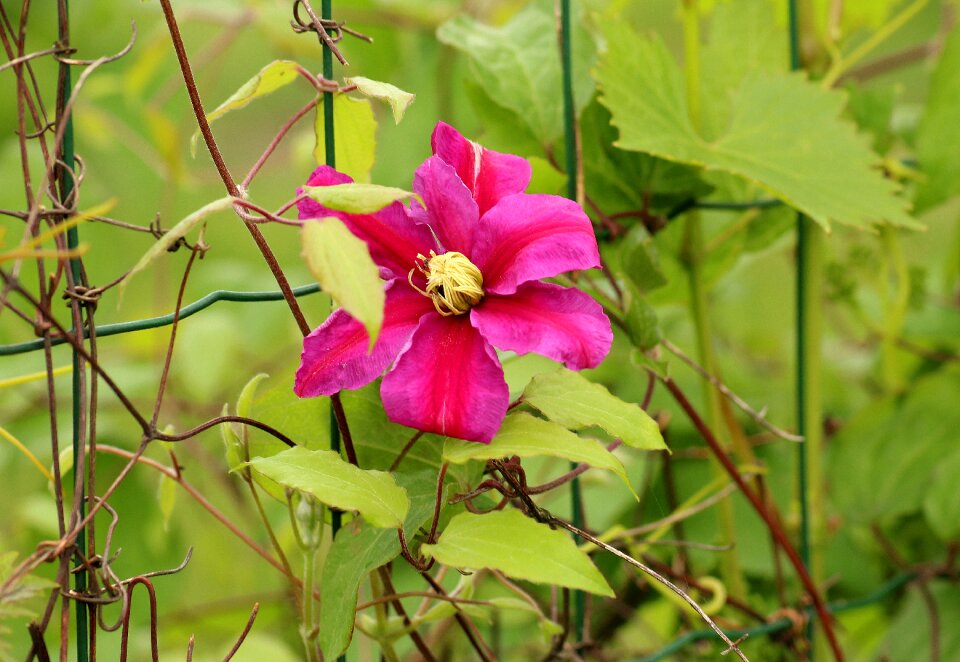 Creeper spring large flowers