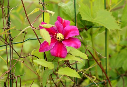 Creeper spring large flowers photo