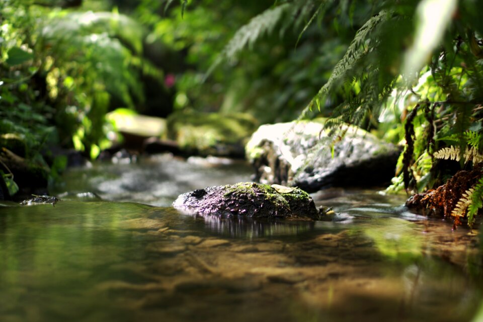 Stones natural wild