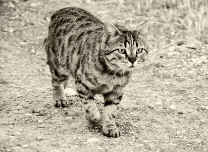 Kitten portrait fur photo