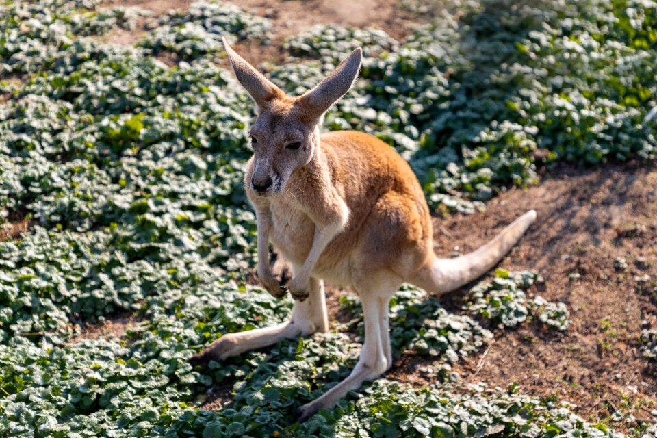 Mammal wild marsupial