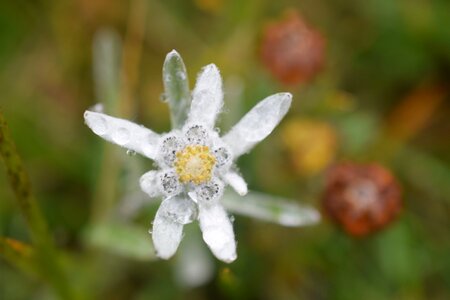 Edelweiss flower white