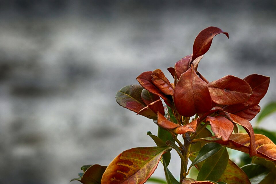 Flora plant growth