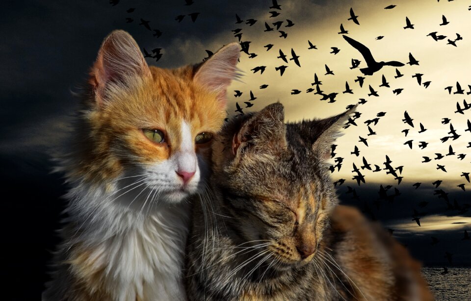 Birds gimp brown pets