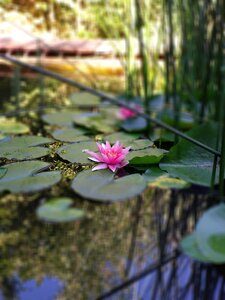Blossom bloom water