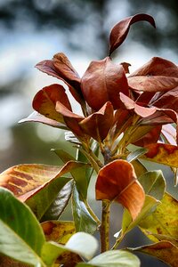 Flora plant growth