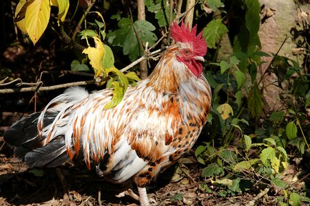 Farm plumage male