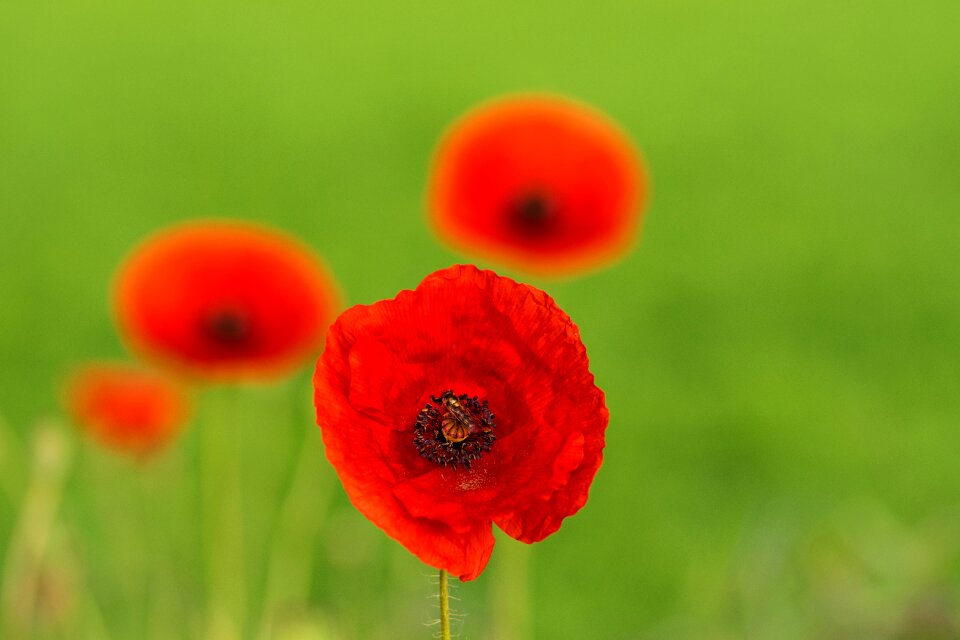 Field flowers prato