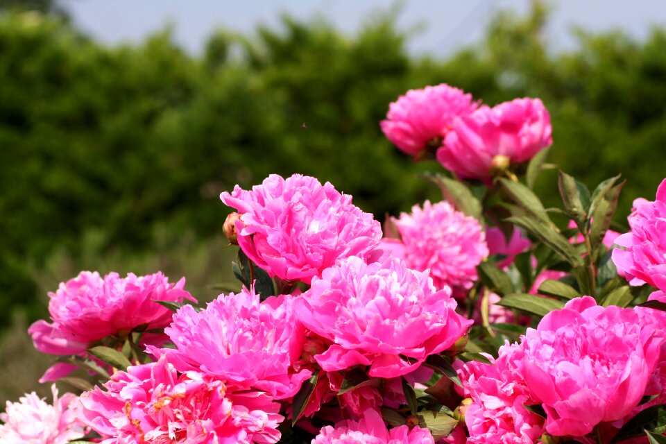 Garden flowering field