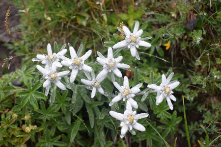 Edelweiss flowers white