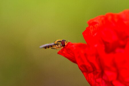 Flowers red bloom