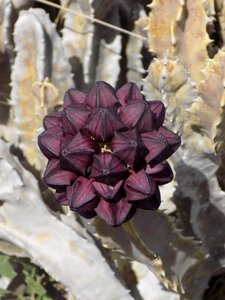 Petal plant africa