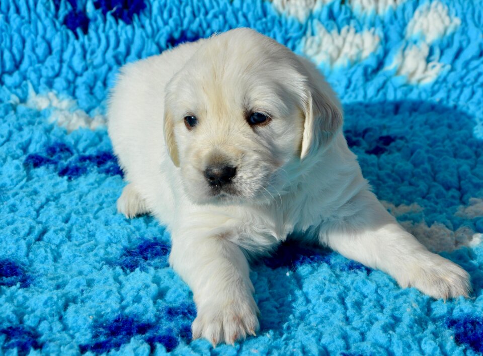 Bitch miss yellow pet dog dog breed golden retriever