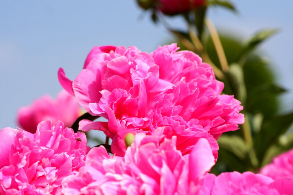 Spring-flowering petals button