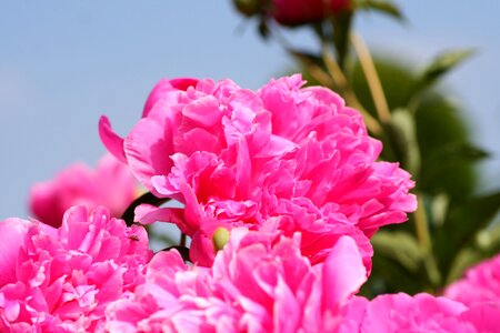Spring-flowering petals button