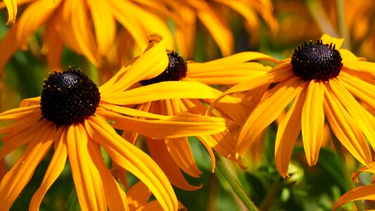 Coneflower light sun