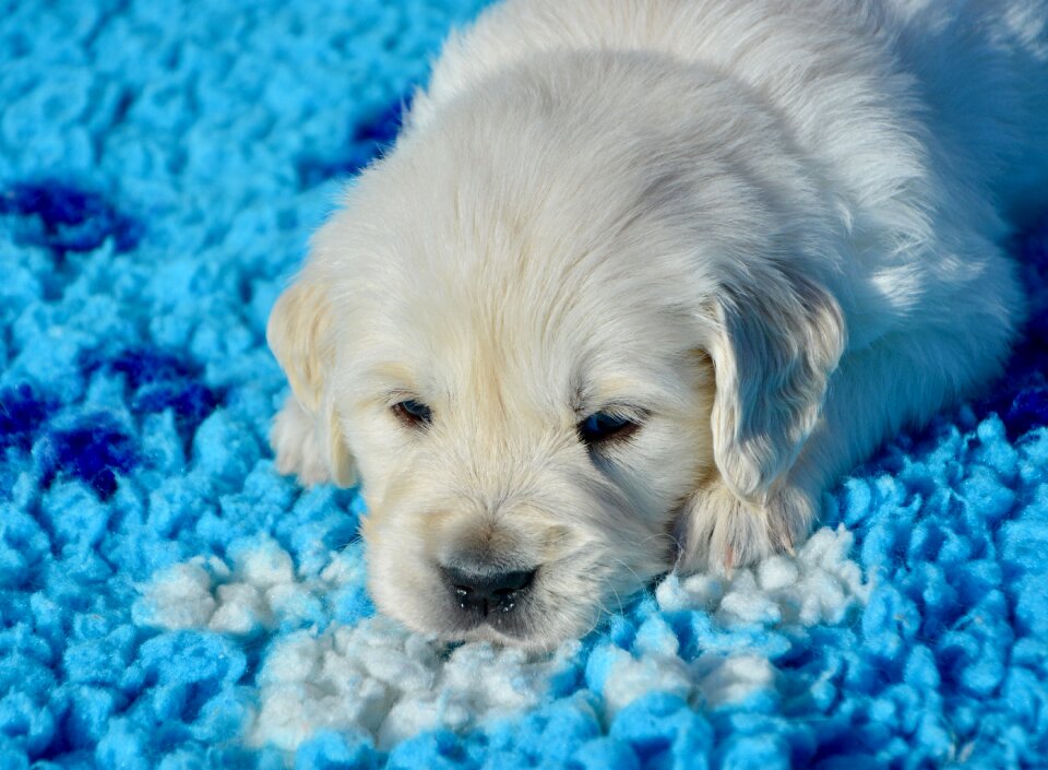 Bitch miss grey pet dog dog breed golden