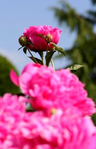 Blue pink spring-flowering