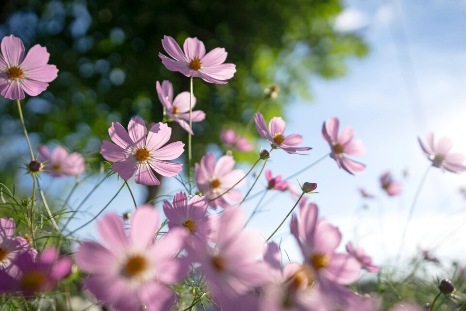 Nature plants flower garden