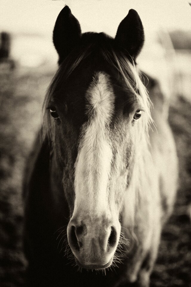 Nature pasture equine