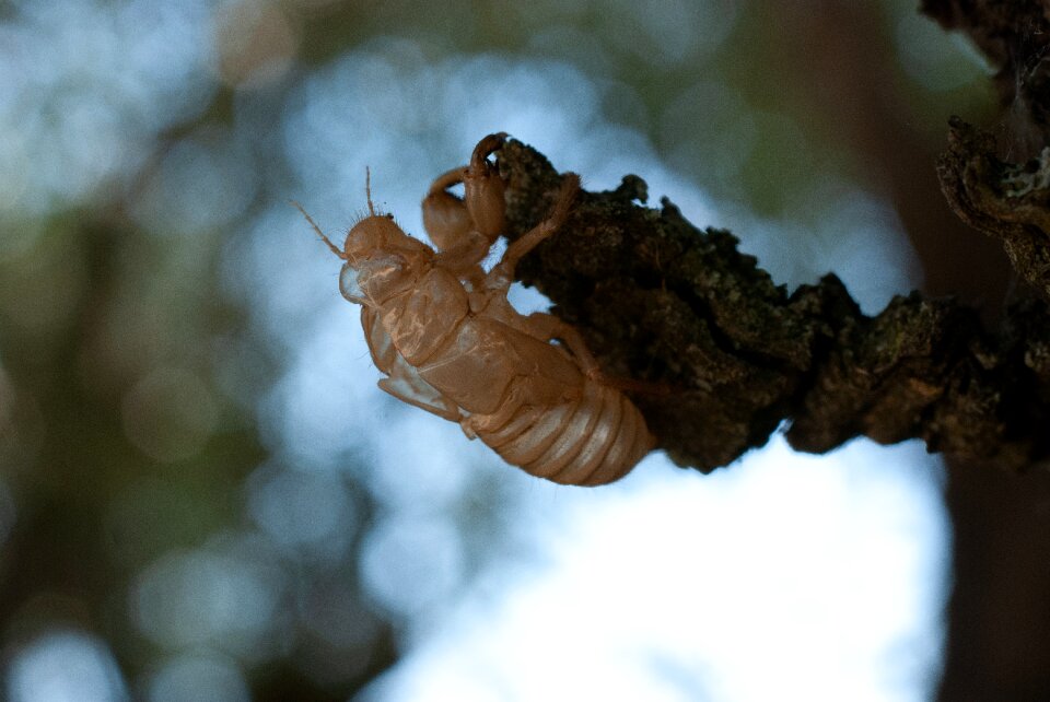 Insects nature chrysalis
