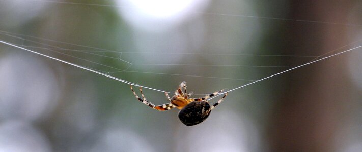Figure in the fall cobwebs