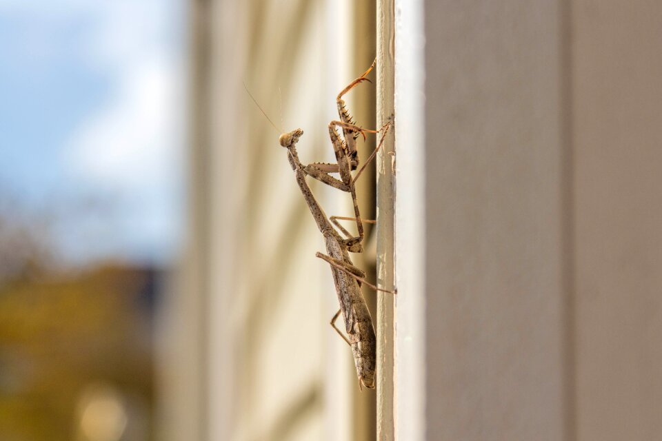 Insect bug praying mantis
