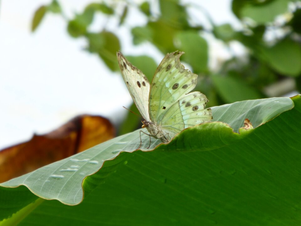 Insect nature animal