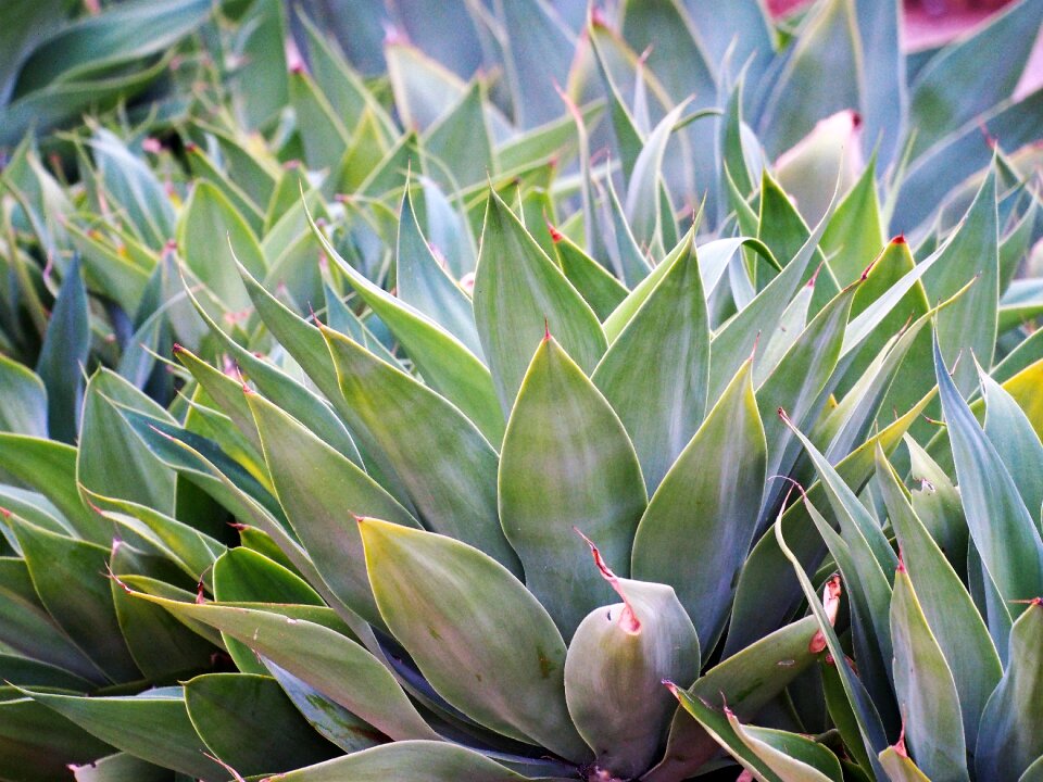 Green succulent garden