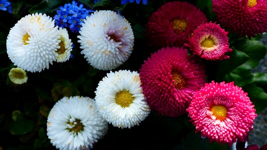 Summer garden colors