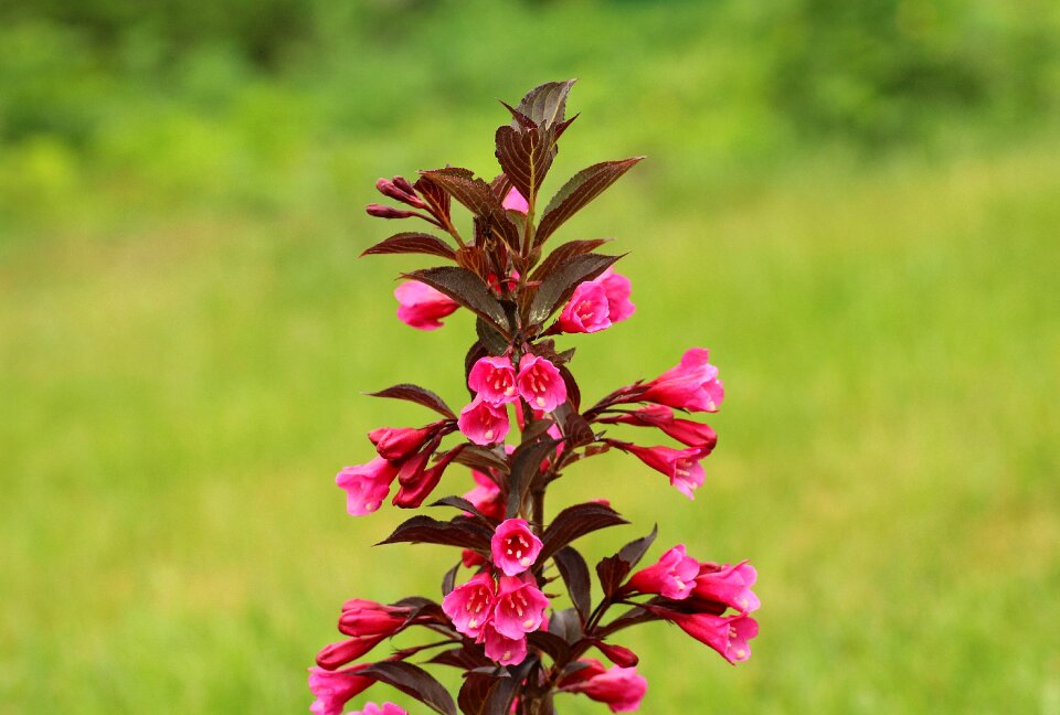 Krzewuszka ornamental plants bush